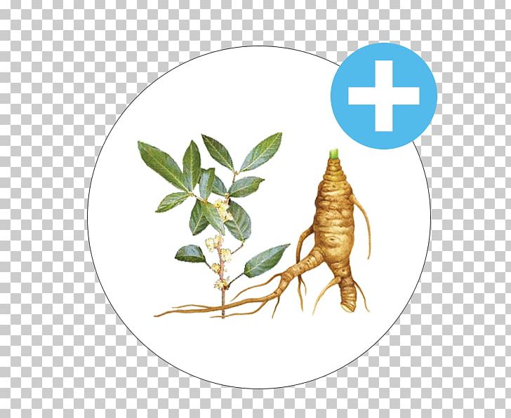 Insect Saw Palmetto Extract Transdermal Patch Cream Pollinator PNG, Clipart, Animals, Cream, Fauna, Ginko, Ginseng Free PNG Download