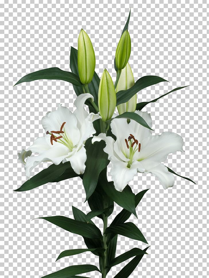 Lilium Cut Flowers Plant Stem Flower Bouquet PNG, Clipart, Cut Flowers, Direct, Floral Design, Floristry, Flower Free PNG Download