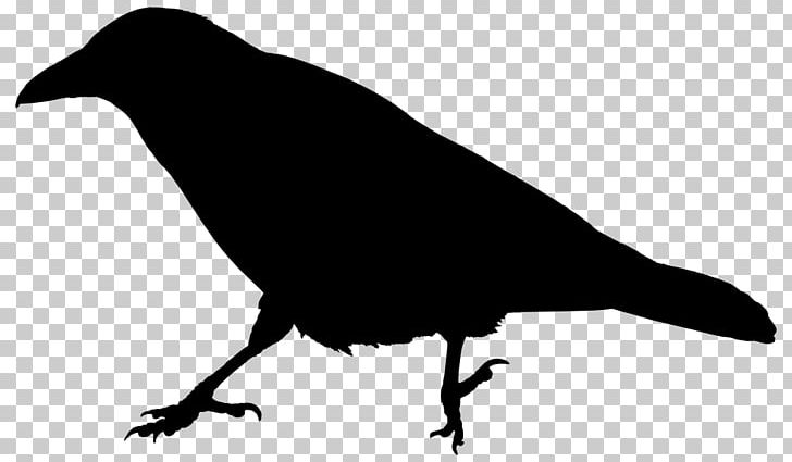 Rook American Crow Common Raven The Raven PNG, Clipart, Beak, Bird, Black And White, Carrion Crow, Common Raven Free PNG Download
