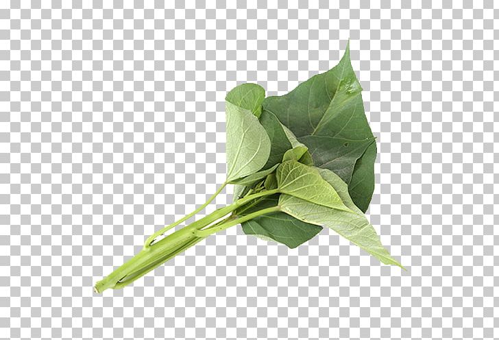 Sweet Potato Potato Leaf Plant PNG, Clipart, Autumn, Banana Leaves, Designer, Download, Edible Free PNG Download