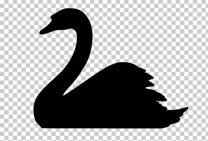 The Black Swan: The Impact Of The Highly Improbable Tundra Swan Trumpeter Swan Whooper Swan PNG, Clipart, Animal, Animals, Beak, Bird, Black And White Free PNG Download