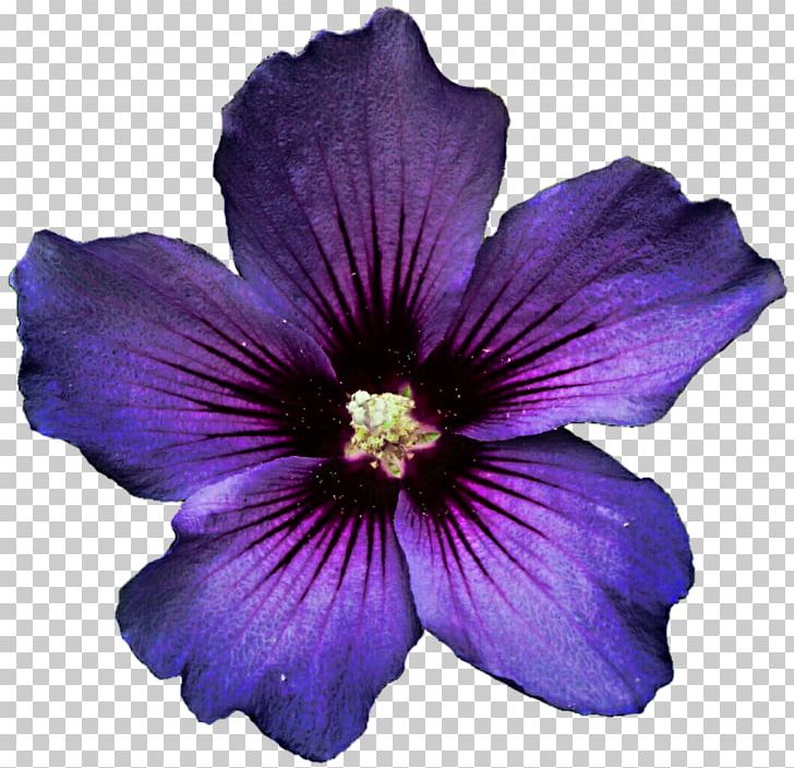 Flower Shoeblackplant Lavender Purple Desktop PNG, Clipart, Alyogyne Huegelii, Desktop Wallpaper, Flower, Flowering Plant, Geraniales Free PNG Download