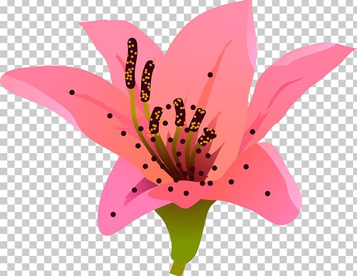 Lilium Butterfly Petal Flower PNG, Clipart, Butterfly, Cicek, Cut Flowers, Flower, Flowering Plant Free PNG Download