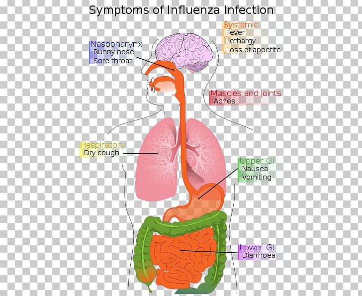 Swine Influenza 2009 Flu Pandemic Pig Influenza-like Illness PNG, Clipart, 2009 Flu Pandemic, Animals, Brain, Cough, Diagram Free PNG Download
