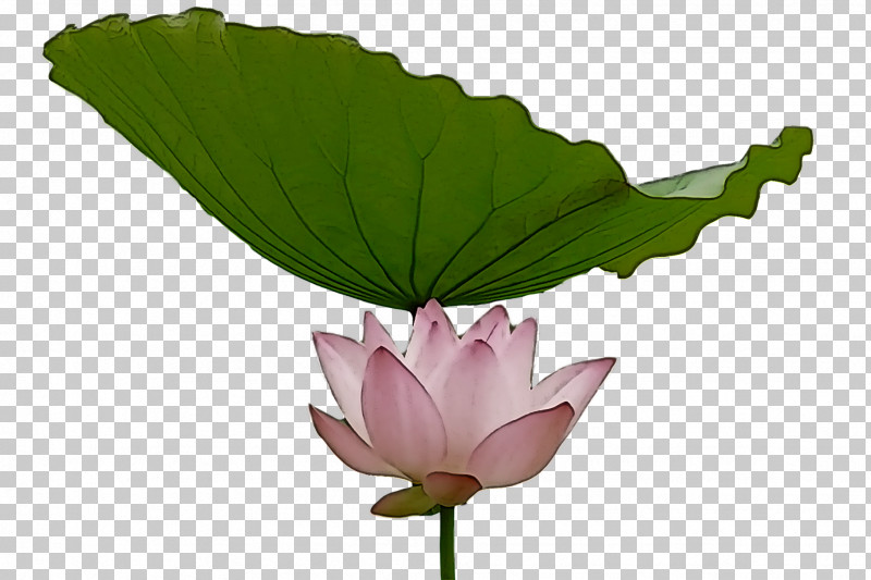 Lotus Flower Summer Flower PNG, Clipart, Biology, Branch, Egyptian Lotus, Floral Design, Flower Free PNG Download