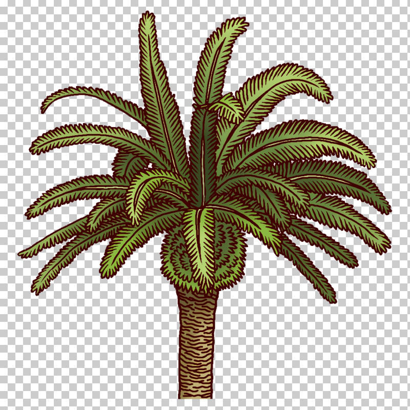 Palm Trees PNG, Clipart, Biology, Flowerpot, Leaf, Palm Trees, Plants Free PNG Download