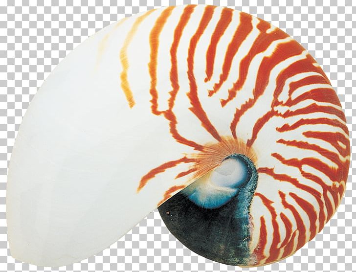 Sea Snail Seashell Nautilidae PNG, Clipart, Animals, Art, Beach, Chambered Nautilus, Conch Free PNG Download