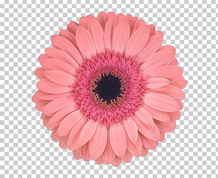 Transvaal Daisy Cut Flowers Petal Chrysanthemum PNG, Clipart, Assortment Strategies, Chrysanthemum, Chrysanths, Color, Cut Flowers Free PNG Download