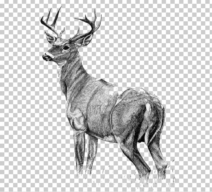 White-tailed Deer Drawing (2) Painting PNG, Clipart, Antelope, Antler, Art, Black And White, Deer Free PNG Download