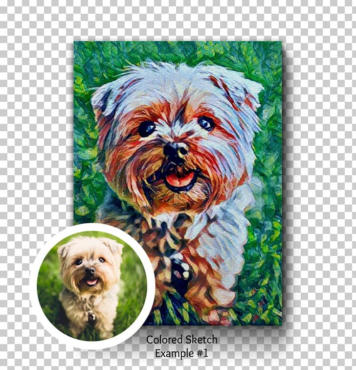 Yorkshire Terrier Morkie Cairn Terrier Affenpinscher Schnoodle PNG, Clipart, Affenpinscher, Animals, Cairn Terrier, Canvas Print, Carnivoran Free PNG Download