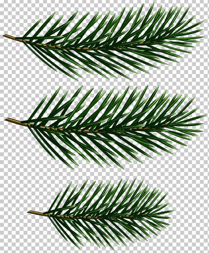White Pine Yellow Fir Branch Columbian Spruce Shortleaf Black Spruce PNG, Clipart, Branch, Canadian Fir, Columbian Spruce, Jack Pine, Oregon Pine Free PNG Download