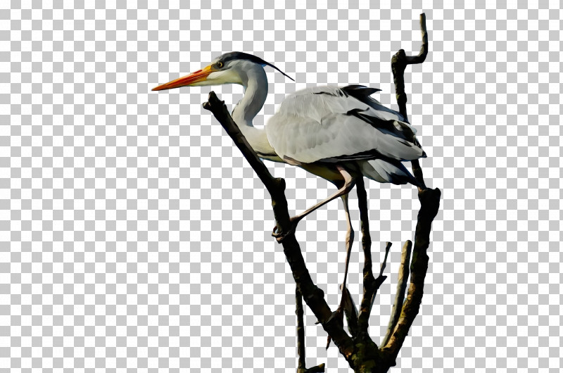 White Stork Ibis Stork Beak Zhiyun Gmb-b135 PNG, Clipart, Beak, Ibis, Paint, Stork, Watercolor Free PNG Download