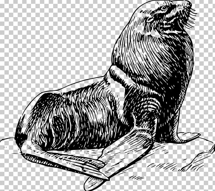 Earless Seal Art PNG, Clipart, Animals, Art, Beak, Bear, Big Cats Free PNG Download