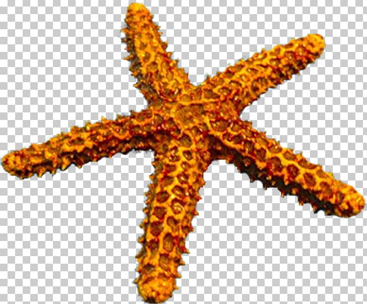 Starfish Echinoderm Raster Graphics PNG, Clipart, Animals, Deniz ...