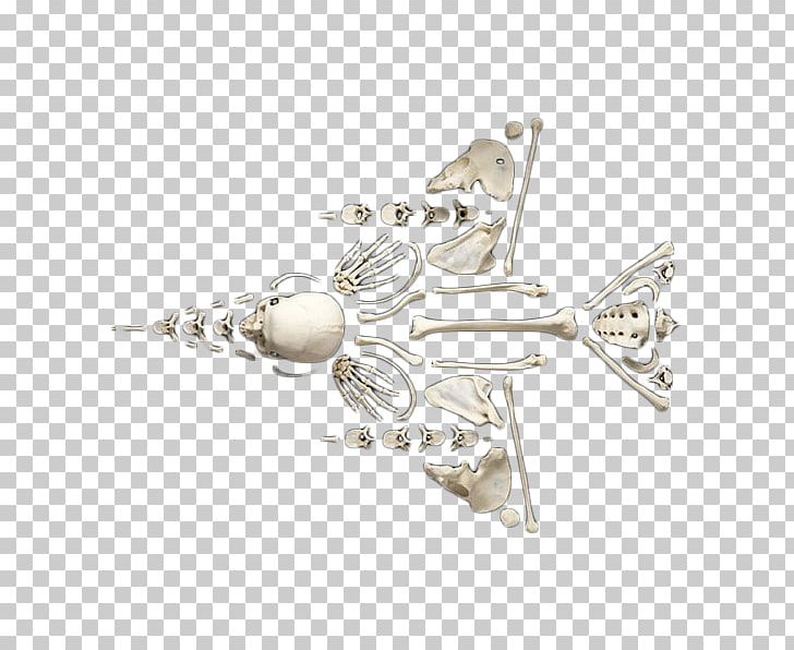 Airplane Aircraft Bone Shape PNG, Clipart, Abstract Shapes, Art, Art Puzzle, Body Jewelry, Bones Free PNG Download