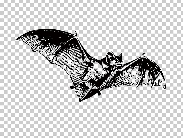 Bat Black And White PNG, Clipart, Animals, Baseball Bat, Bats, Bat Wings, Beak Free PNG Download