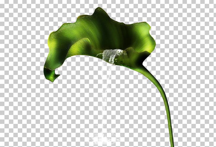 Flower Painting PNG, Clipart, Art, Arum, Blog, Cicek, Download Free PNG Download