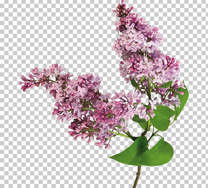 Lilac Flower PNG, Clipart, Blossom, Branch, Flowe, Flower, Internet Free PNG Download