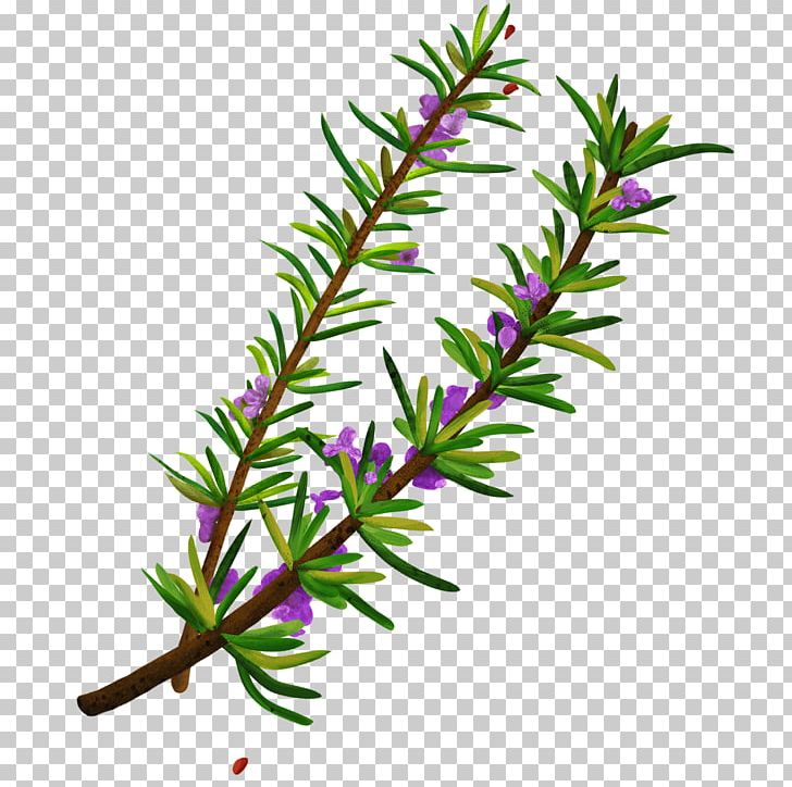 Twig Plant Stem Herbalism Rosemary PNG, Clipart, Branch, Herb, Herbalism, Others, Plant Free PNG Download