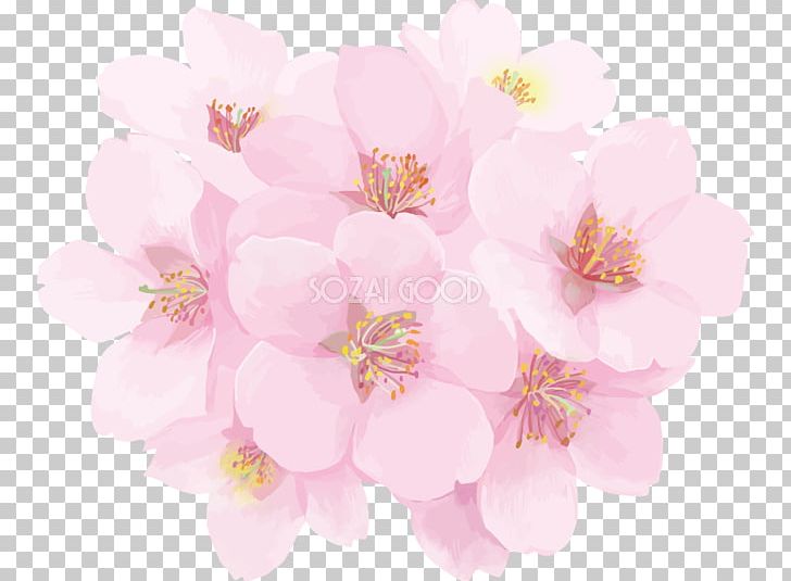 Cherry Blossom Flower PNG, Clipart, Blossom, Branch, Cherry Blossom, Flower, Flower Sakura Free PNG Download