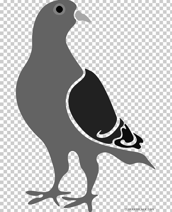 Pigeons And Doves Racing Homer Google Pigeon Google Penguin Bird PNG, Clipart, Beak, Bird, Black And White, Domestic Pigeon, Fauna Free PNG Download