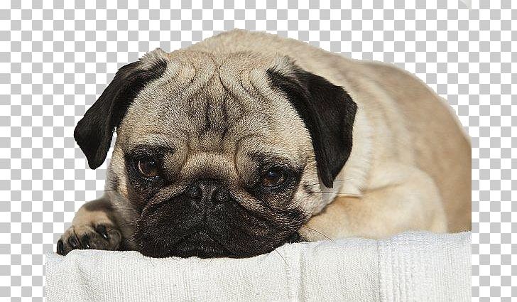 Pug Puppy Dog Breed Companion Dog Toy Dog PNG, Clipart, Animals, Breed, Camera, Camera Icon, Camera Logo Free PNG Download