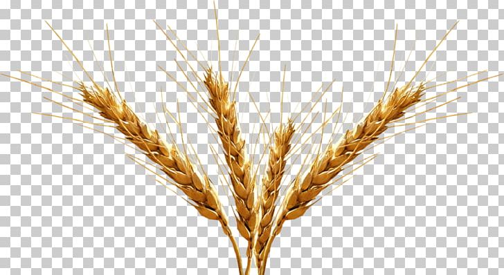 Beer Barley Malt Portable Network Graphics PNG, Clipart, Avena, Background, Barley, Barley Malt Syrup, Beer Free PNG Download