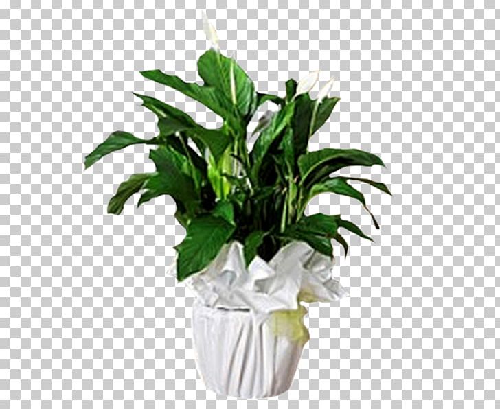 Leaf Olive Evergreen Flowerpot PNG, Clipart, Australian Plants, Branch, Cut Flowers, Evergreen, Flowerpot Free PNG Download