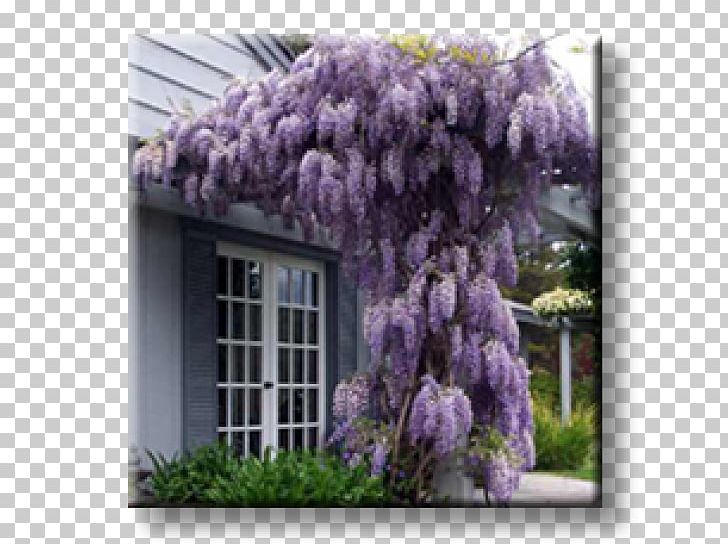 Wisteria Sinensis Wisteria Floribunda Vine Tree Bonsai PNG, Clipart, Ash, Bonsai, Flower, Flowering Plant, Flowerpot Free PNG Download