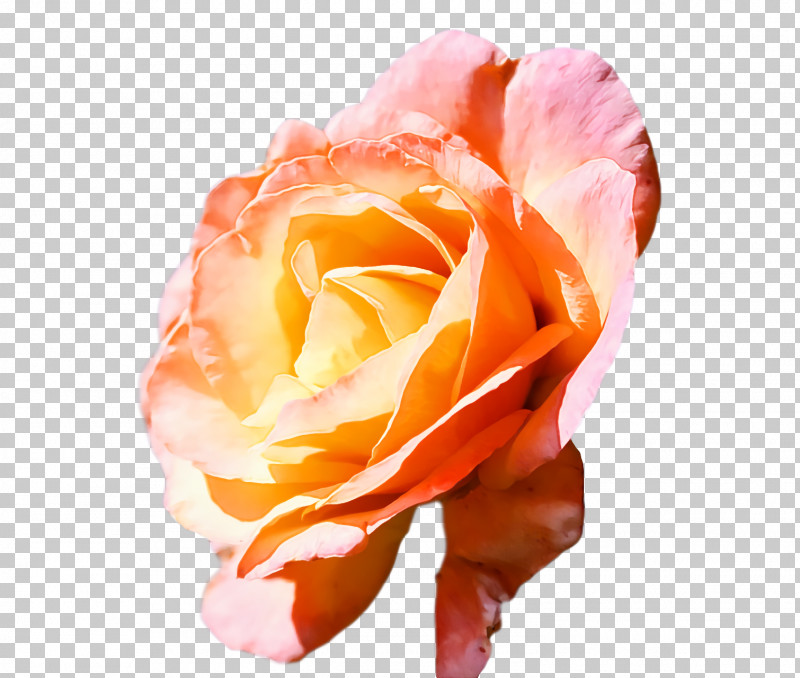 Garden Roses PNG, Clipart, Closeup, Cut Flowers, Flower, Garden, Garden Roses Free PNG Download