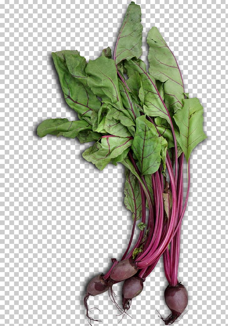 Chard Spring Greens Spinach Collard Greens Garden Rhubarb PNG, Clipart, Basil, Beet, Cucumber, Dish, Food Free PNG Download