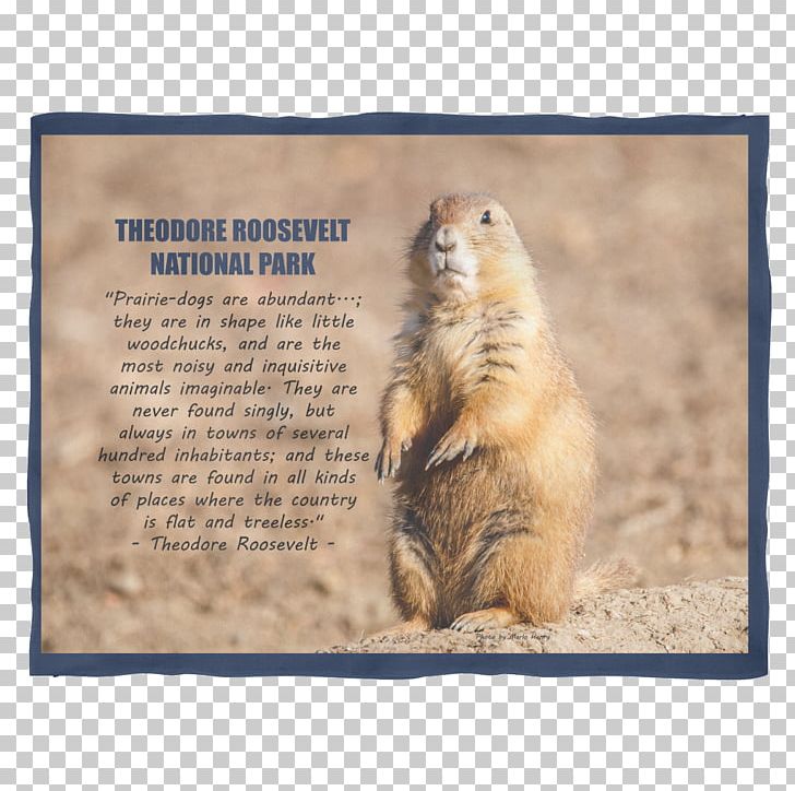 Prairie Dog Marmot Whiskers Snout PNG, Clipart, Fauna, Mammal, Marmot, Others, Prairie Free PNG Download