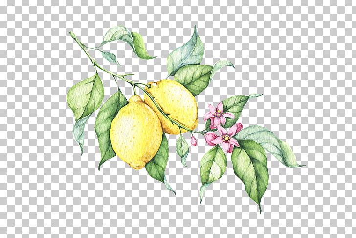 Lemonade Watercolor Painting Drawing PNG, Clipart, Apple, Art, Bitter Orange, Branch, Citron Free PNG Download