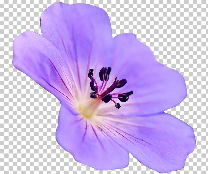 Gerbera Jamesonii Flower Purple PNG, Clipart, Annual Plant, Blog, Blue, Desktop Wallpaper, Flower Free PNG Download