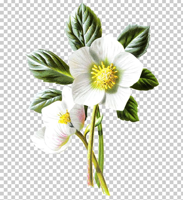 Helleborus Niger Rose Painting Botanical Illustration PNG, Clipart, Annual Plant, Art, Botanical Illustration, Botany, Christmas Free PNG Download