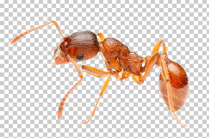 Red Imported Fire Ant Insect Pest Hymenopterans PNG, Clipart, Amdro, Animals, Ant, Ant Colony, Arthropod Free PNG Download