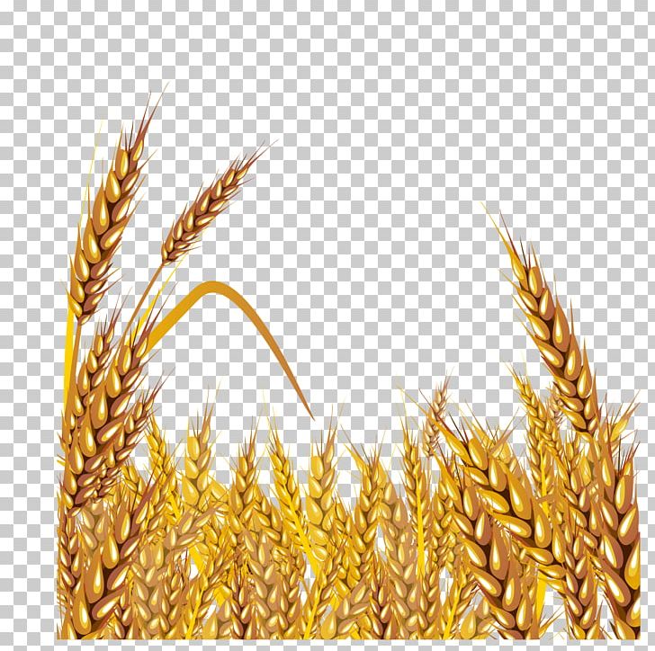 Wheat Euclidean PNG, Clipart, Avena, Barley, Cereal, Cereal Germ, Commodity Free PNG Download