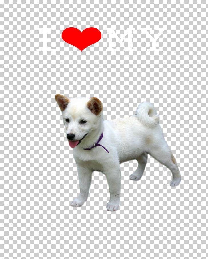 Dog Breed Canaan Dog Kishu Puppy Akita PNG, Clipart, Akita, Animals, Canaan Dog, Carnivoran, Companion Dog Free PNG Download