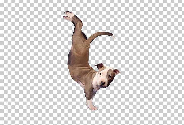 Italian Greyhound Dog Breed Pet Sitting PNG, Clipart, Akhir Pekan, Animals, Carnivoran, Cute Dog, Dog Free PNG Download