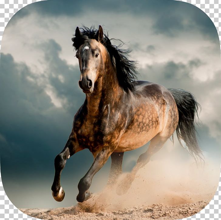 Mustang Stallion Friesian Horse Murgese Wild Horse PNG, Clipart, Animal, Animals, Black, Breed, Canter And Gallop Free PNG Download