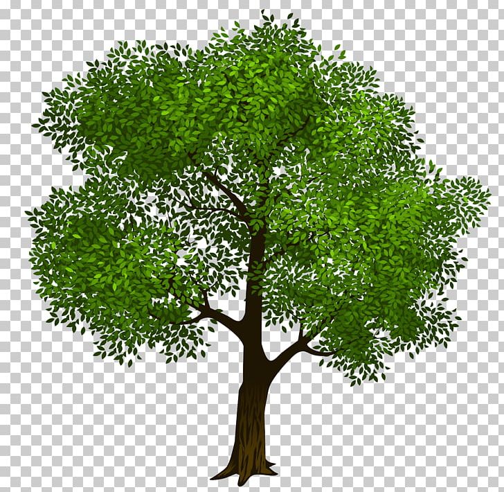 Tree PNG, Clipart, Arecaceae, Branch, Clipart, Clip Art, Color Free PNG Download