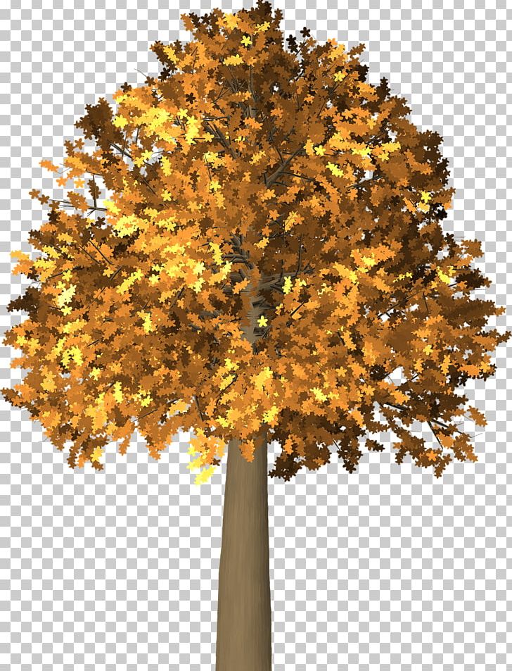 Autumn Leaf Color Tree PNG, Clipart, Autumn, Autumn Leaf Color, Branch, Deciduous, Drawing Free PNG Download