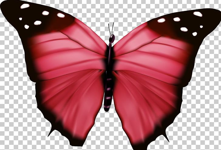 Monarch Butterfly Pieridae Moth PNG, Clipart, Aime, Arthropod, Brush Footed Butterfly, Butterfly, Color Free PNG Download