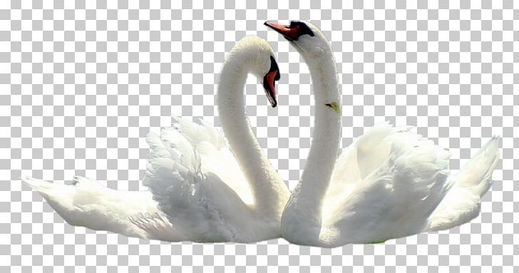 Mute Swan Black Swan Tundra Swan Wedding PNG, Clipart, Animal, Beak, Bird, Black Swan, Cygnini Free PNG Download
