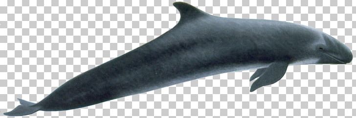 Rough-toothed Dolphin Common Bottlenose Dolphin Wholphin False Killer Whale PNG, Clipart, Animal Figure, Common Bottlenose Dolphin, Computer Icons, Dolphin, False Killer Whale Free PNG Download