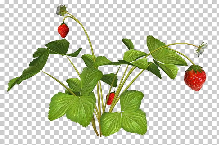 Strawberry PNG, Clipart, Blog, Branch, Desktop Wallpaper, Digital Image, Flowerpot Free PNG Download