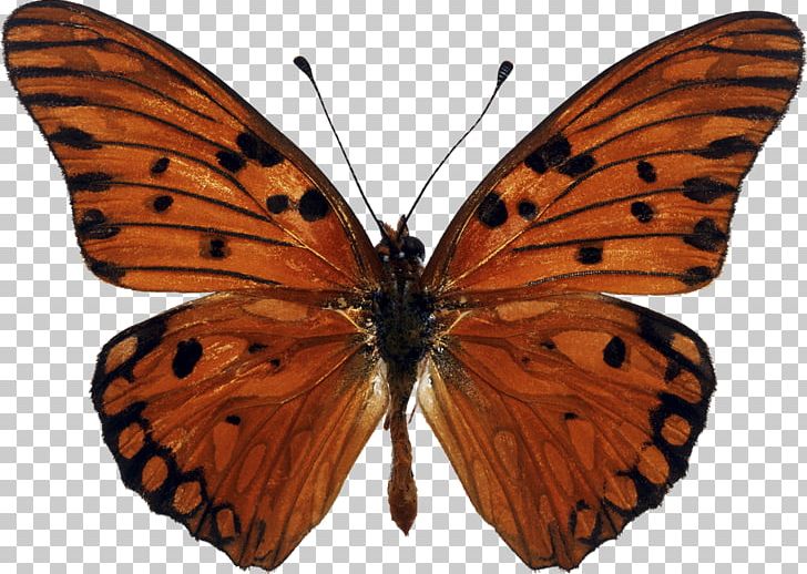 Butterfly Gulf Fritillary Karner Blue Insect PNG, Clipart, Arthropod, Brush Footed Butterfly, Butterflies And Moths, Butterfly, Gulf Fritillary Free PNG Download