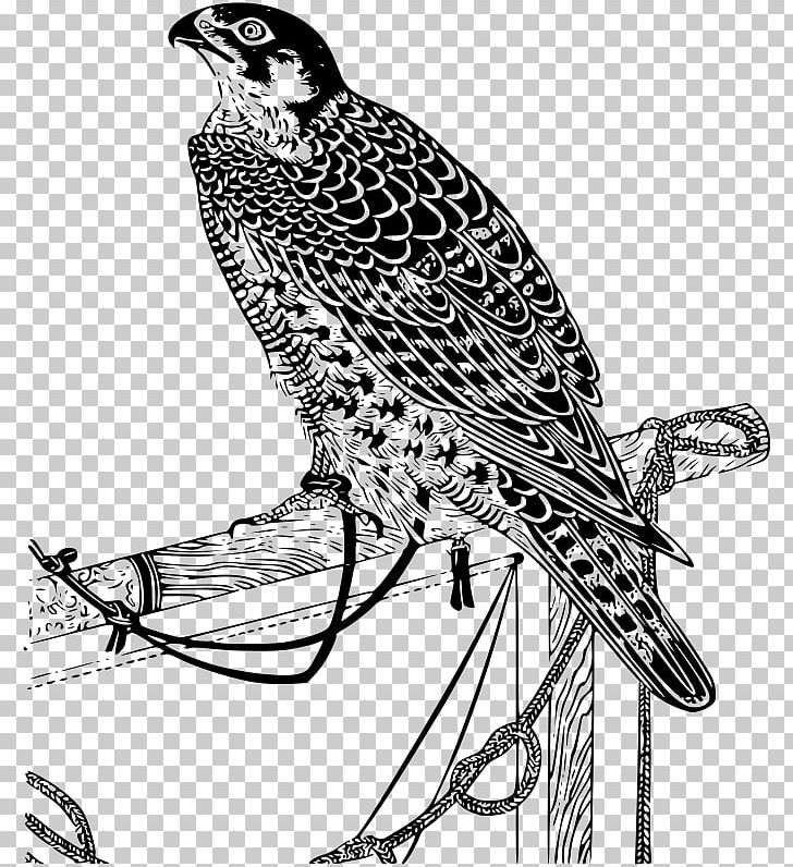 Falcon PNG, Clipart, Animals, Art, Beak, Bird, Bird Of Prey Free PNG Download