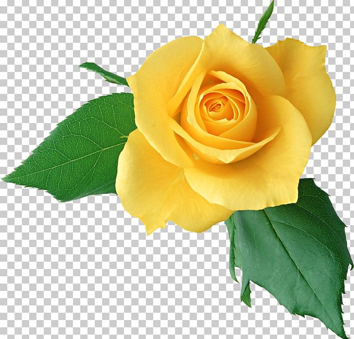 Flower Rose Desktop PNG, Clipart, 1080p, Austrian Briar, China Rose, Color, Cut Flowers Free PNG Download