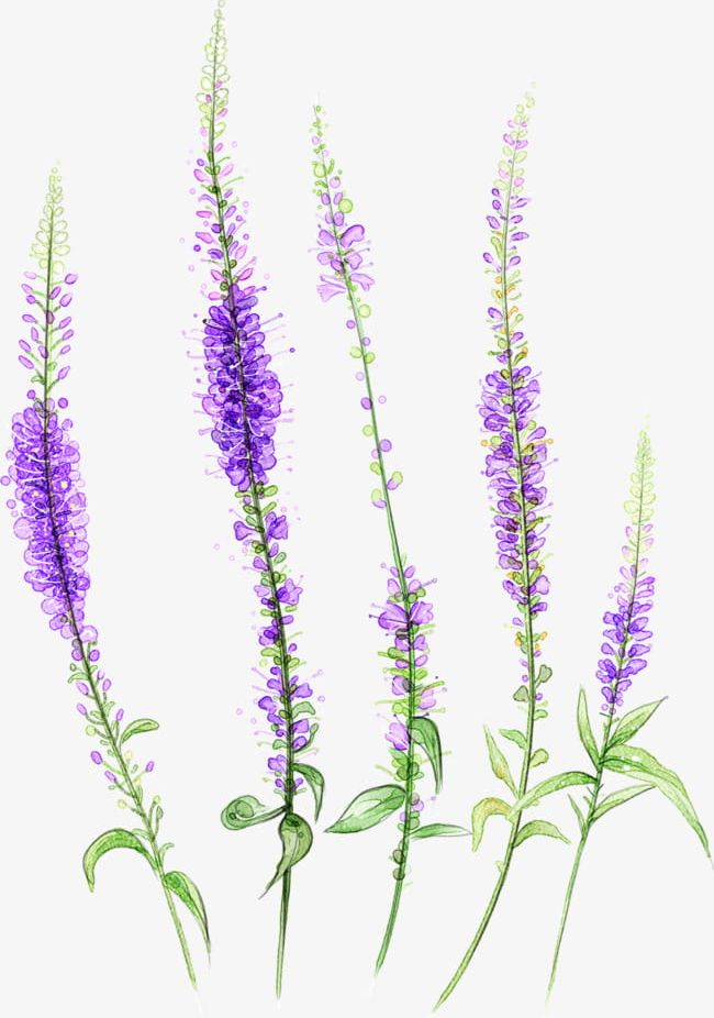 Fresh And Beautiful Ink Lavender PNG, Clipart, Beautiful, Beautiful Clipart, Flowers, Flowers And Plants, Fresh Free PNG Download
